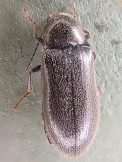 Eanus decoratus by (c) Trevor Van Loon, some rights reserved (CC BY), uploaded by Trevor Van Loon. Used under a CC-BY license.