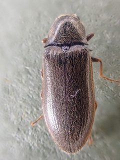 Eanus decoratus by (c) Trevor Van Loon, some rights reserved (CC BY), uploaded by Trevor Van Loon. Used under a CC-BY license.