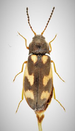 Eanus maculipennis by no rights reserved, uploaded by Nick Bédard. Used under a CC0 license.