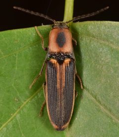 Megapenthes by (c) skitterbug, some rights reserved (CC BY), uploaded by skitterbug. Used under a CC-BY license.