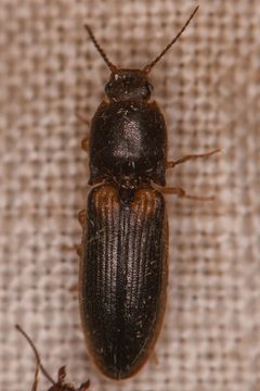 Elathous brevicornis by (c) Trevor Van Loon, some rights reserved (CC BY), uploaded by Trevor Van Loon. Used under a CC-BY license.
