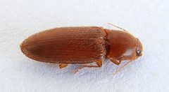 Esthesopus parcus by (c) jimeckert49, some rights reserved (CC BY). Used under a CC-BY license.