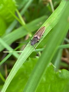 Euplastius melsheimeri by (c) Emily Franzen, some rights reserved (CC BY), uploaded by Emily Franzen. Used under a CC-BY license.