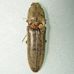 Gambrinus griseus by (c) Bill Keim, some rights reserved (CC BY). Used under a CC-BY license.