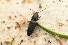 Gambrinus seminudus by (c) Trevor Van Loon, some rights reserved (CC BY), uploaded by Trevor Van Loon. Used under a CC-BY license.