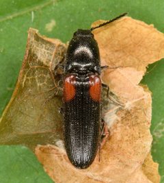Gambrinus stigma by (c) skitterbug, some rights reserved (CC BY), uploaded by skitterbug. Used under a CC-BY license.