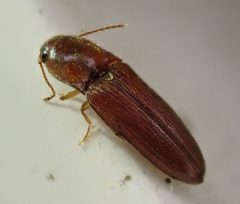 Glyphonyx bimarginatus by (c) Cole Shoemaker, some rights reserved (CC BY), uploaded by Cole Shoemaker. Used under a CC-BY license.