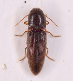 Glyphonyx bimarginatus by (c) skitterbug, some rights reserved (CC BY), uploaded by skitterbug. Used under a CC-BY license.