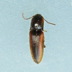 Glyphonyx inquinatus by (c) Bill Keim, some rights reserved (CC BY). Used under a CC-BY license.