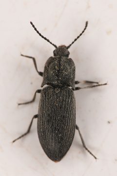 Hadromorphus callidus by (c) Trevor Van Loon, some rights reserved (CC BY), uploaded by Trevor Van Loon. Used under a CC-BY license.