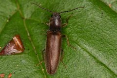 Hemicrepidius falli by (c) Trevor Van Loon, some rights reserved (CC BY), uploaded by Trevor Van Loon. Used under a CC-BY license.