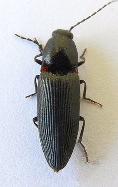 Hemicrepidius montanus by (c) jimeckert49, some rights reserved (CC BY). Used under a CC-BY license.