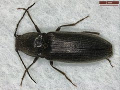 Hemicrepidius niger by (c) Donald Hobern, some rights reserved (CC BY). Used under a CC-BY license.