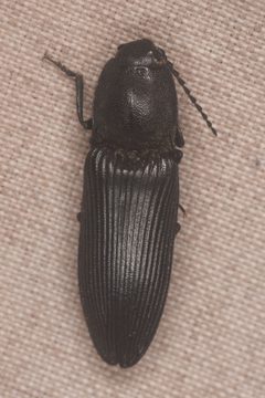 Hemicrepidius obscurus by (c) Trevor Van Loon, some rights reserved (CC BY), uploaded by Trevor Van Loon. Used under a CC-BY license.