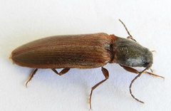 Hemicrepidius soccifer by (c) jimeckert49, some rights reserved (CC BY). Used under a CC-BY license.