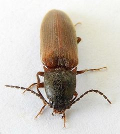 Hemicrepidius soccifer by (c) jimeckert49, some rights reserved (CC BY). Used under a CC-BY license.
