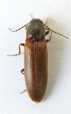 Hemicrepidius soccifer by (c) jimeckert49, some rights reserved (CC BY). Used under a CC-BY license.