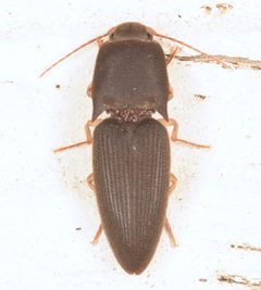 Heteroderes amplicollis by (c) skitterbug, some rights reserved (CC BY), uploaded by skitterbug. Used under a CC-BY license.