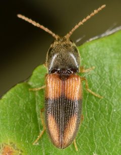 Horistonotus curiatus by (c) skitterbug, some rights reserved (CC BY), uploaded by skitterbug. Used under a CC-BY license.