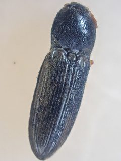 Horistonotus gracilis by (c) Trevor Van Loon, some rights reserved (CC BY), uploaded by Trevor Van Loon. Used under a CC-BY license.
