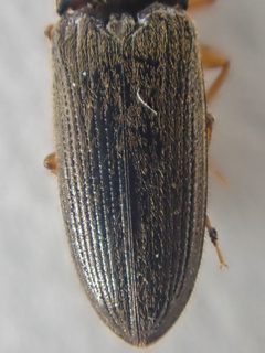 Horistonotus gracilis by (c) Trevor Van Loon, some rights reserved (CC BY), uploaded by Trevor Van Loon. Used under a CC-BY license.