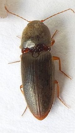 Horistonotus simplex by (c) jimeckert49, some rights reserved (CC BY). Used under a CC-BY license.