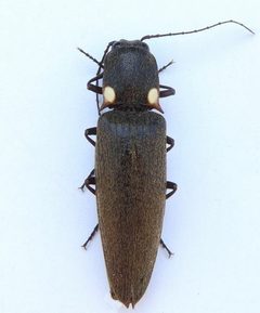 Ignelater havaniensis by (c) jimeckert49, some rights reserved (CC BY). Used under a CC-BY license.