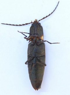 Ignelater havaniensis by (c) jimeckert49, some rights reserved (CC BY). Used under a CC-BY license.