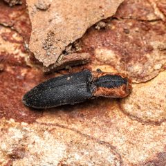 Lacon discoideus by (c) Adrienne van den Beemt, some rights reserved (CC BY), uploaded by Adrienne van den Beemt. Used under a CC-BY license.