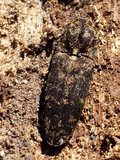 Lacon marmoratus by (c) Mark Richman, some rights reserved (CC BY), uploaded by Mark Richman. Used under a CC-BY license.