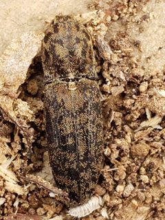 Lacon marmoratus by (c) Mark Richman, some rights reserved (CC BY), uploaded by Mark Richman. Used under a CC-BY license.
