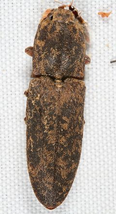 Lacon marmoratus by (c) Joshua Ebright, some rights reserved (CC BY), uploaded by Joshua Ebright. Used under a CC-BY license.