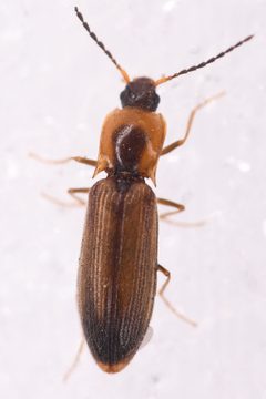 Laneganus nunenmacheri by (c) Trevor Van Loon, some rights reserved (CC BY), uploaded by Trevor Van Loon. Used under a CC-BY license.