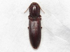 Laneganus sulcicollis by (c) Dan MacNeal, some rights reserved (CC BY), uploaded by Dan MacNeal. Used under a CC-BY license.