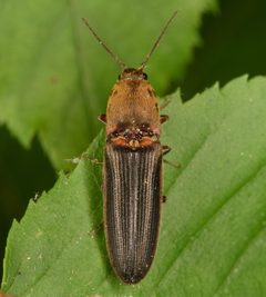 Limonius auripilis by (c) skitterbug, some rights reserved (CC BY), uploaded by skitterbug. Used under a CC-BY license.