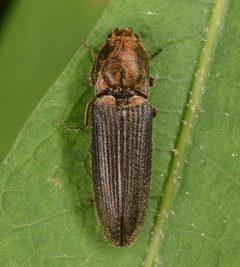 Limonius auripilis by (c) skitterbug, some rights reserved (CC BY), uploaded by skitterbug. Used under a CC-BY license.