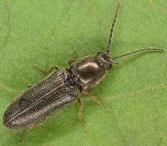 Limonius basilaris by (c) skitterbug, some rights reserved (CC BY), uploaded by skitterbug. Used under a CC-BY license.