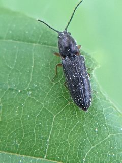Limonius basilaris by (c) Eric Knight, some rights reserved (CC BY), uploaded by Eric Knight. Used under a CC-BY license.