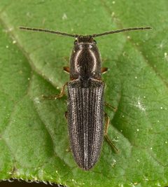 Limonius basilaris by (c) skitterbug, some rights reserved (CC BY), uploaded by skitterbug. Used under a CC-BY license.