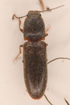 Limonius brevis by (c) Trevor Van Loon, some rights reserved (CC BY), uploaded by Trevor Van Loon. Used under a CC-BY license.