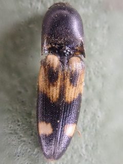 Megapenthes caprella by (c) Trevor Van Loon, some rights reserved (CC BY), uploaded by Trevor Van Loon. Used under a CC-BY license.