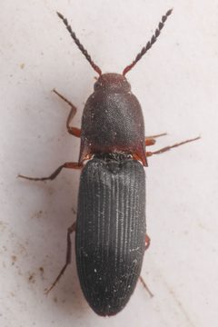 Megapenthes dolosus by (c) Trevor Van Loon, some rights reserved (CC BY), uploaded by Trevor Van Loon. Used under a CC-BY license.