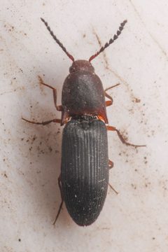 Megapenthes dolosus by (c) Trevor Van Loon, some rights reserved (CC BY), uploaded by Trevor Van Loon. Used under a CC-BY license.
