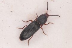Megapenthes dolosus by (c) Trevor Van Loon, some rights reserved (CC BY), uploaded by Trevor Van Loon. Used under a CC-BY license.