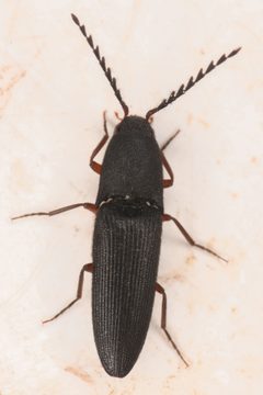 Megapenthes dolosus by (c) Trevor Van Loon, some rights reserved (CC BY), uploaded by Trevor Van Loon. Used under a CC-BY license.