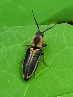 Megapenthes limbalis by (c) Will Kuhn, some rights reserved (CC BY), uploaded by Will Kuhn. Used under a CC-BY license.