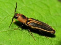 Megapenthes limbalis by (c) Katja Schulz, some rights reserved (CC BY). Used under a CC-BY license.