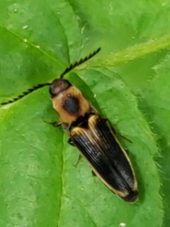 Megapenthes limbalis by (c) Mark Richman, some rights reserved (CC BY), uploaded by Mark Richman. Used under a CC-BY license.