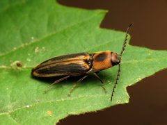 Megapenthes limbalis by (c) Katja Schulz, some rights reserved (CC BY), uploaded by Katja Schulz. Used under a CC-BY license.