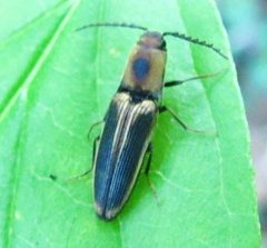 Megapenthes limbalis by no rights reserved, uploaded by Ken Kneidel. Used under a CC0 license.